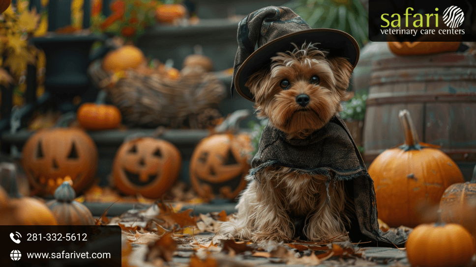 Halloween Pet Safety Tips In League City, TX: Candy, Costumes, Decorations, And Anxiety