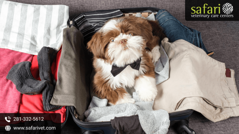 preparing-your-pet-for-holiday-boarding-in-league-city-tx-vaccines-medications-and-reservations