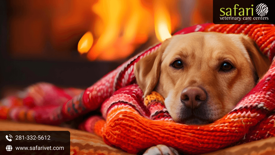 Winter Pet Safety In League City, TX: How To Keep Dogs And Cats Warm, Healthy, And Safe
